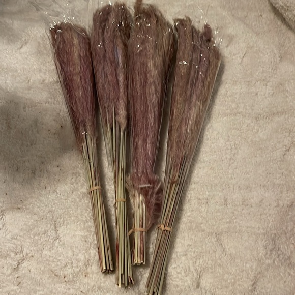 Pampas New no box pampas grass - Picture 2 of 2